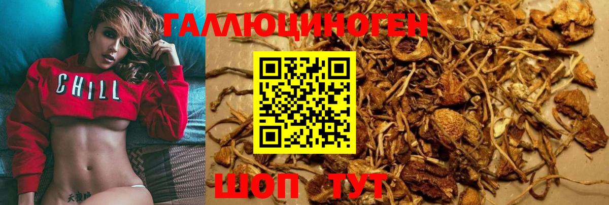 Псилоцибиновые грибы Psilocybine cubensis Тверь